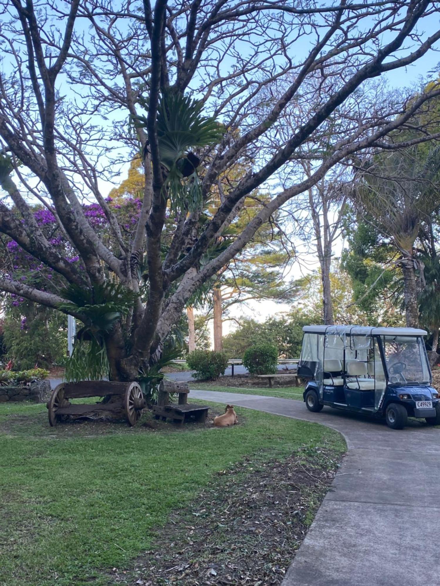 Koala Cabins Sunshine Coast 梅普尔顿 外观 照片